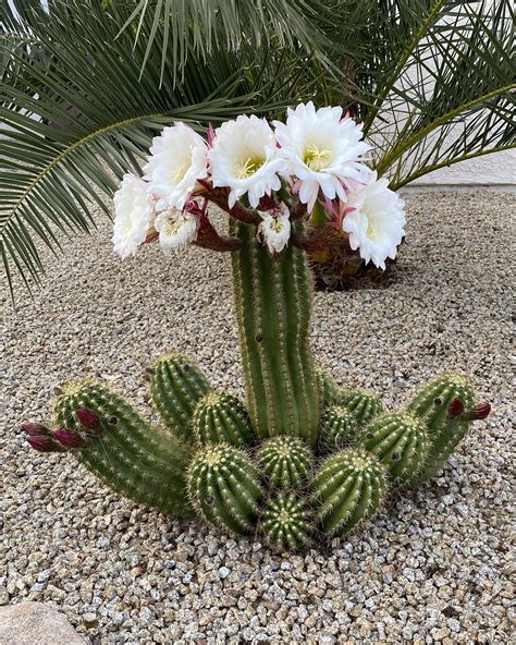 cactus con flores